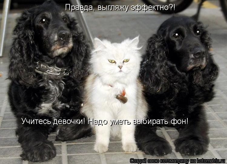 Правда, выгляжу эффектно?! Учитесь девочки! Надо уметь выбирать фон!... Котоматрица: Правда, выгляжу эффектно?! Учитесь девочки! Надо уметь выбирать фон!