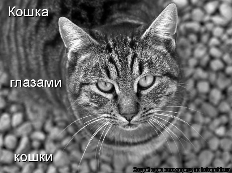 Котоматрица: Кошка глазами кошки