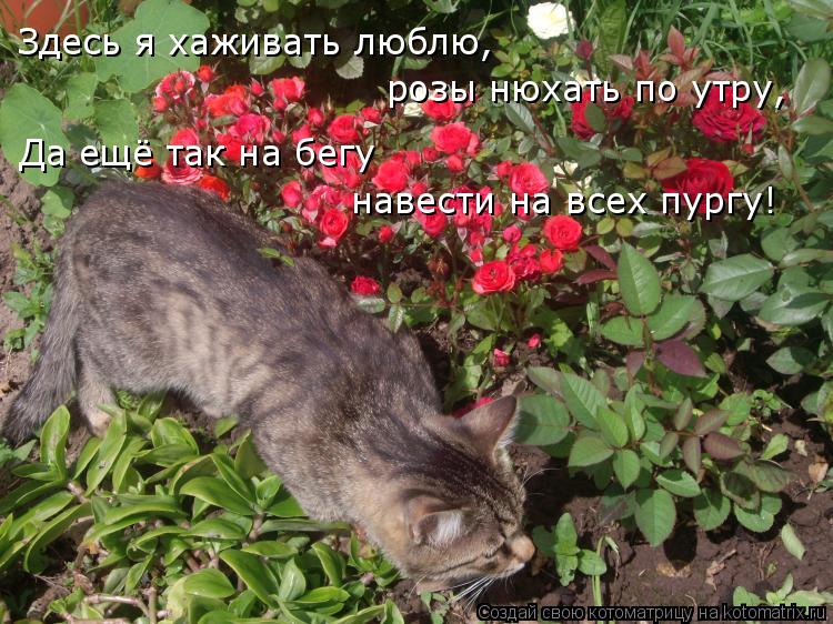 Котоматрица: Здесь я хаживать люблю, розы нюхать по утру, Да ещё так на бегу навести на всех пургу!