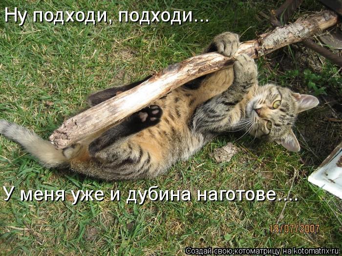 Котоматрица: Ну подходи, подходи... У меня уже и дубина наготове....