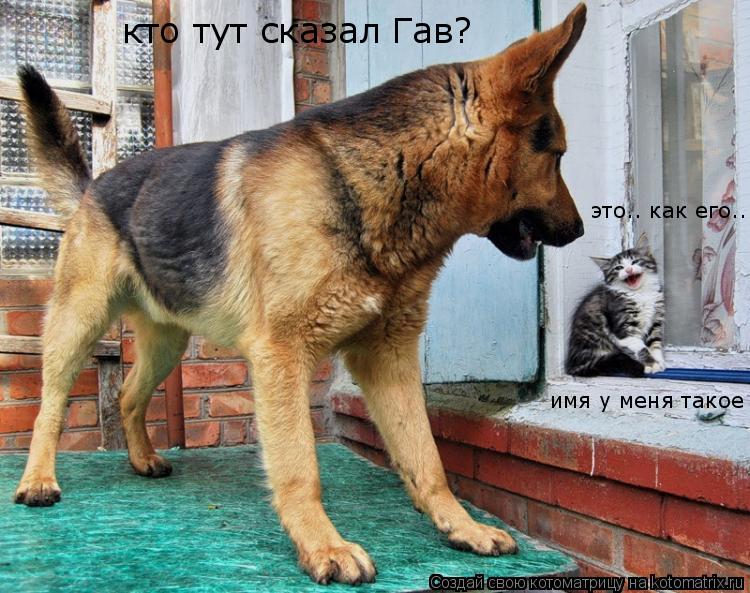 Котоматрица: кто тут сказал Гав? это.. как его... имя у меня такое