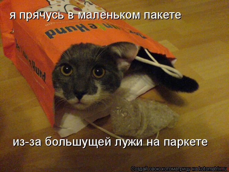 Котоматрица: я прячусь в маленьком пакете из-за большущей лужи на паркете