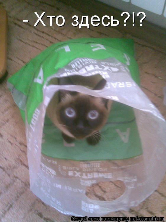 Котоматрица: - Хто здесь?!?
