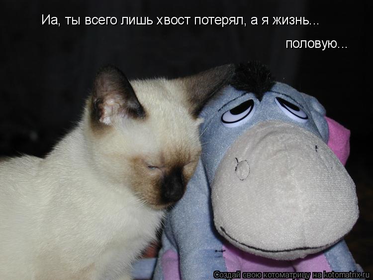 Иа, ты всего лишь хвост потерял, а я жизнь... половую...... Котоматрица: Иа, ты всего лишь хвост потерял, а я жизнь... половую...