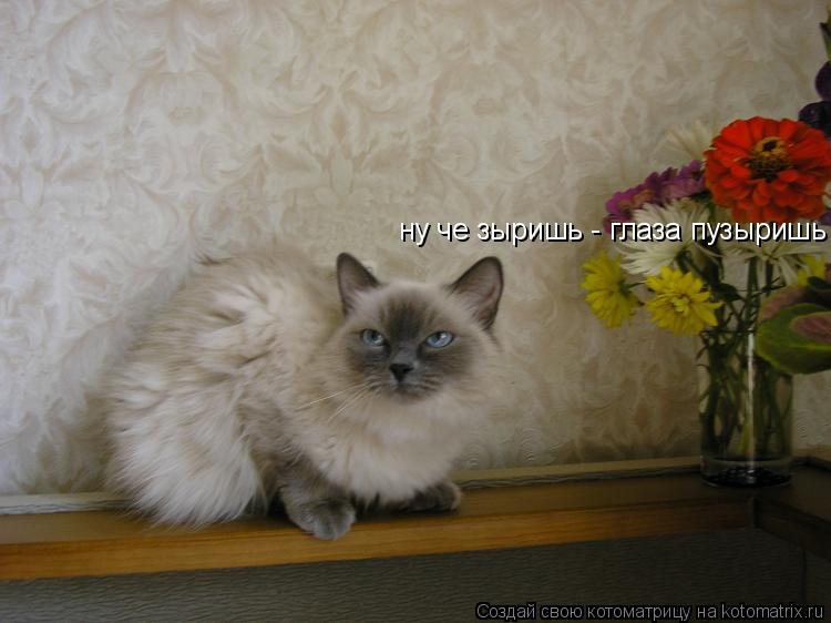 Котоматрица: ну че зыришь - глаза пузыришь