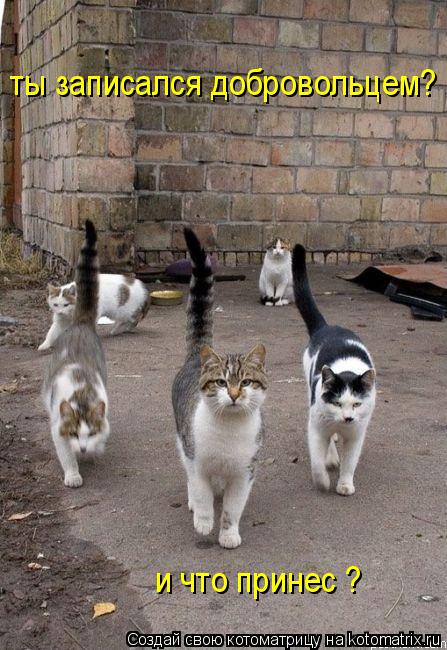 Котоматрица: ты записался добровольцем? и что принес ?