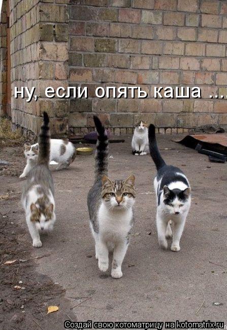 Котоматрица: ну, если опять каша ....