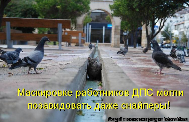 Котоматрица: Маскировке работников ДПС могли  позавидовать даже снайперы!