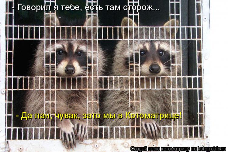 Котоматрица: - Да лан, чувак, зато мы в Котоматрице! - Говорил я тебе, есть там сторож...