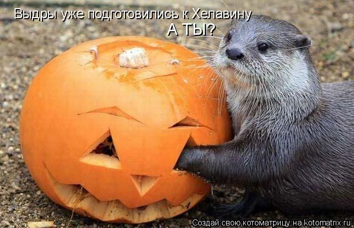 Котоматрица: Выдры уже подготовились к Хелавину А ТЫ?