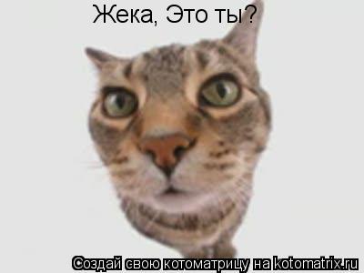 Котоматрица: Жека, Это ты?