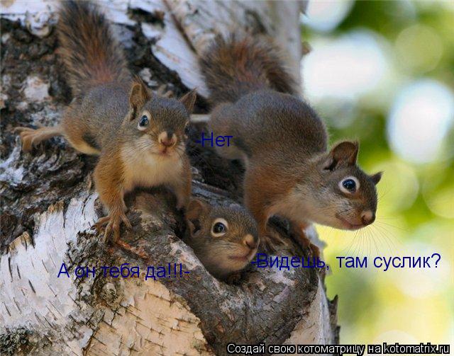 Котоматрица: -Видешь, там суслик? -Нет А он тебя да!!!-