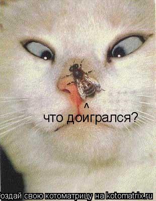 Котоматрица: что доигрался? ^