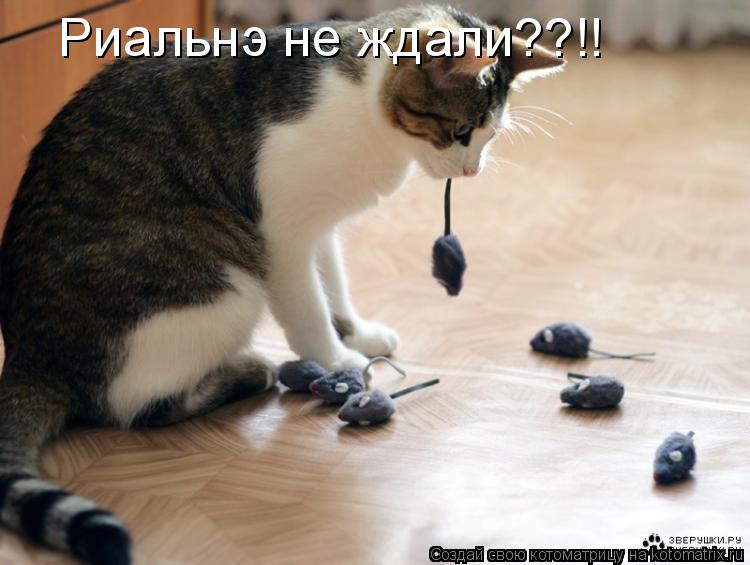 Котоматрица: Риальнэ не ждали??!!