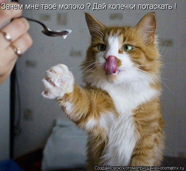 Котоматрица: Зачем мне твоё молоко ? Дай колечки потаскать !