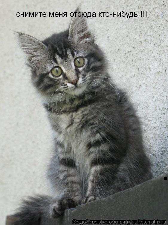 Котоматрица: снимите меня отсюда кто-нибудь!!!! .
