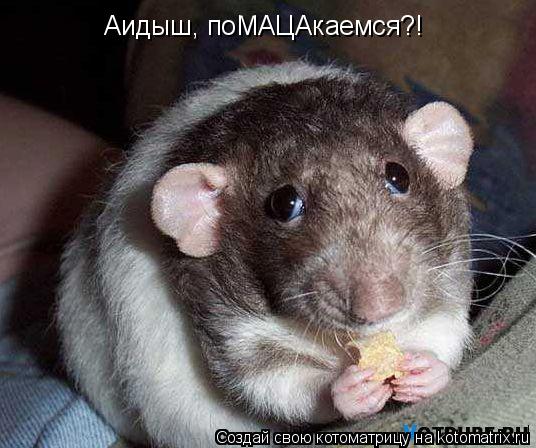 Котоматрица: Аидыш, поМАЦАкаемся?!