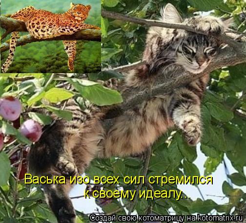 Васька изо всех сил стремился к своему идеалу...... Котоматрица: Васька изо всех сил стремился к своему идеалу...