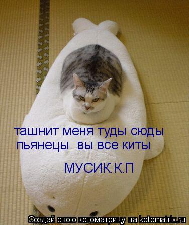 Котоматрица: МУСИК.К.П ташнит меня туды сюды  пьянецы  вы все киты