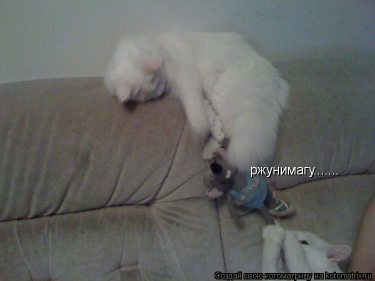 Котоматрица: ржунимагу.......