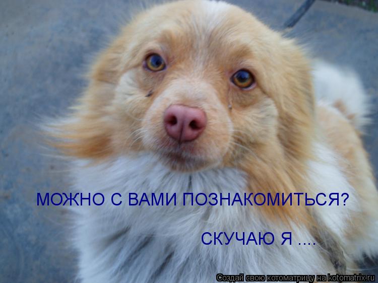 Котоматрица: МОЖНО С ВАМИ ПОЗНАКОМИТЬСЯ? СКУЧАЮ Я ....