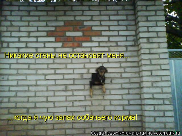 Котоматрица: Никакие стены не остановят меня... ...когда я чую запах собачьего корма!