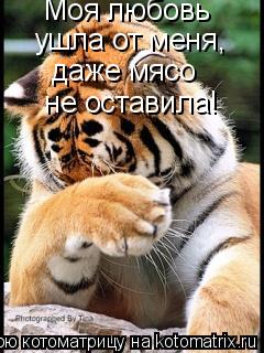 Котоматрица: Моя любовь  ушла от меня,  даже мясо  не оставила!