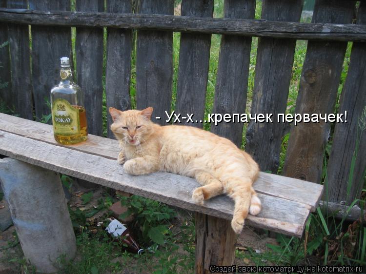 Котоматрица: - Ух-х...крепачек первачек!