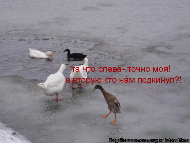 Котоматрица: та что слева- точно моя! а вторую кто нам подкинул?!