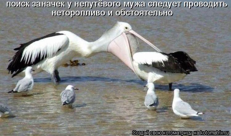поиск заначек у непутёвого мужа следует проводить неторопливо и обстоятельно... Котоматрица: поиск заначек у непутёвого мужа следует проводить неторопливо и обстоятельно