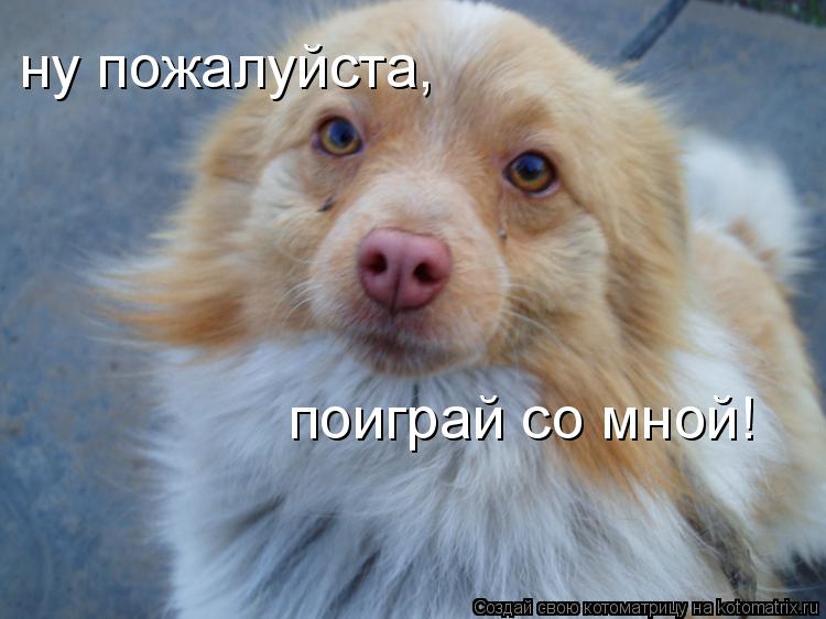 Котоматрица: ну пожалуйста, поиграй со мной!