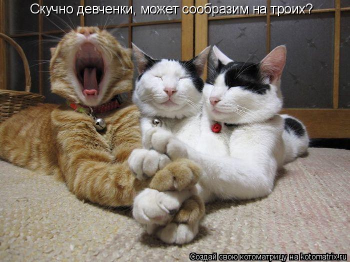 Котоматрица: Скучно девченки, может сообразим на троих?