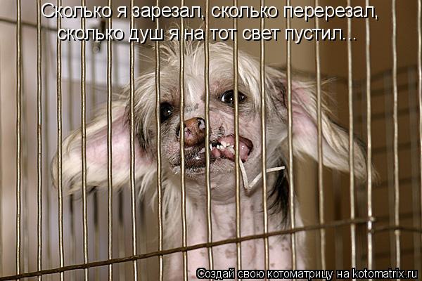 Котоматрица: Сколько я зарезал, сколько перерезал,  сколько душ я на тот свет пустил...