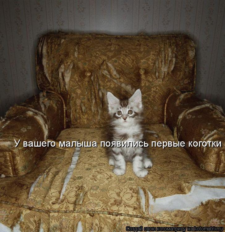 Котоматрица: У вашего малыша появились первые коготки