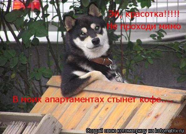 Котоматрица: Эй, красотка!!!!! Не проходи мимо В моих апартаментах стынет кофе....