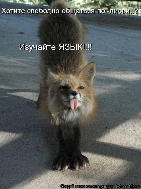 Котоматрица: Изучайте ЯЗЫК!!!! Хотите свободно общаться по -лисьи..?