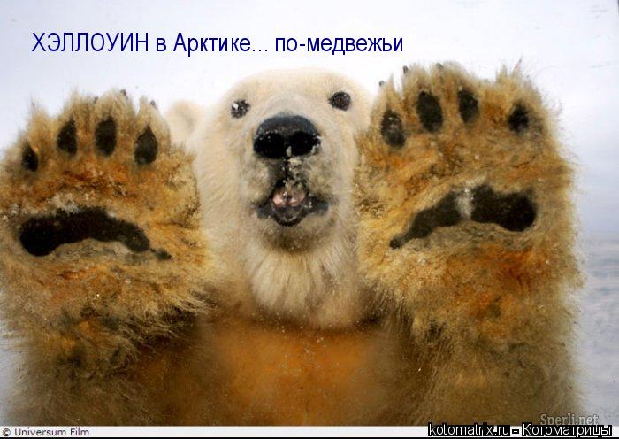 Котоматрица: ХЭЛЛОУИН в Арктике... по-медвежьи