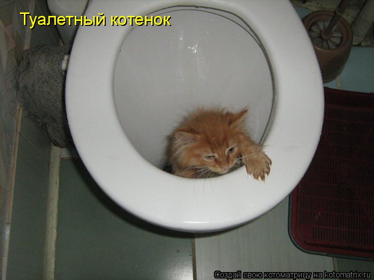 Котоматрица: Туалетный котенок