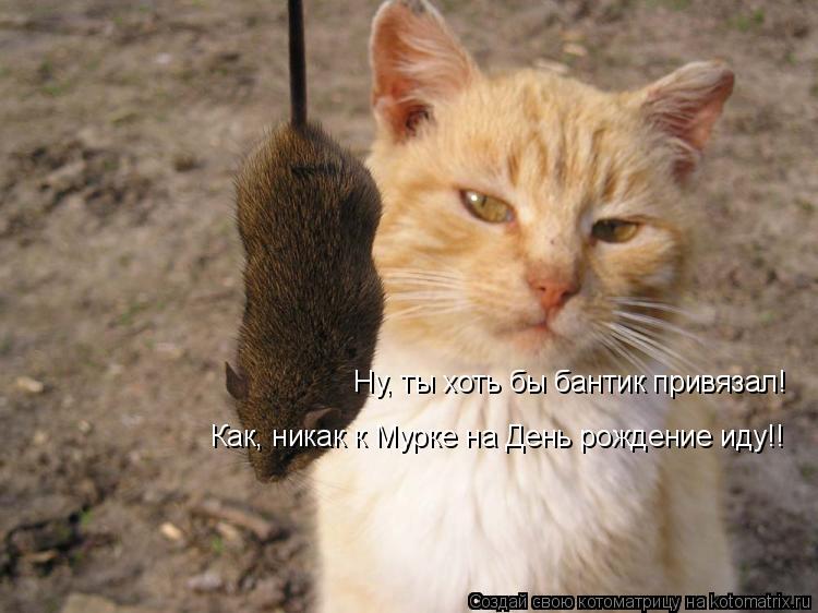 Ну, ты хоть бы бантик привязал! Как, никак к Мурке на День рождение иду!!... Котоматрица: Ну, ты хоть бы бантик привязал! Как, никак к Мурке на День рождение иду!!