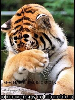 Котоматрица: мне нужна была работа.....