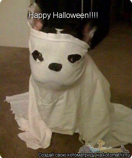 Котоматрица: Happy Halloween!!!!