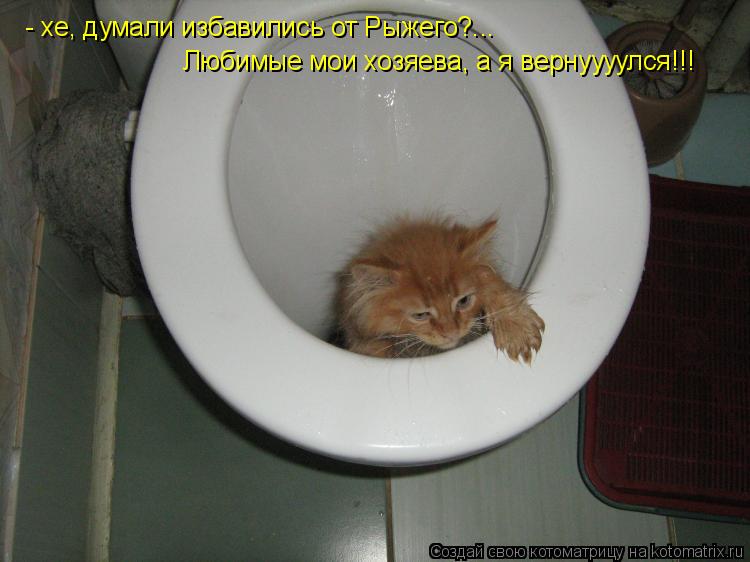 Котоматрица: - хе, думали избавились от Рыжего?... Любимые мои хозяева, а я вернуууулся!!!
