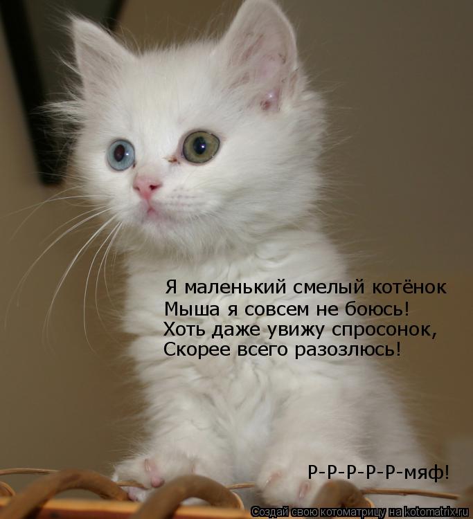 Котоматрица: Я маленький смелый котёнок Мыша я совсем не боюсь! Хоть даже увижу спросонок, Скорее всего разозлюсь!  Р-Р-Р-Р-Р-мяф!