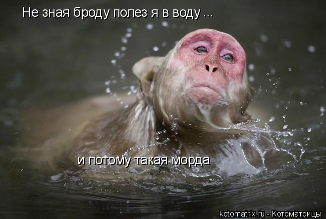 Котоматрица: Не зная броду полез я в воду  и потому такая морда ...
