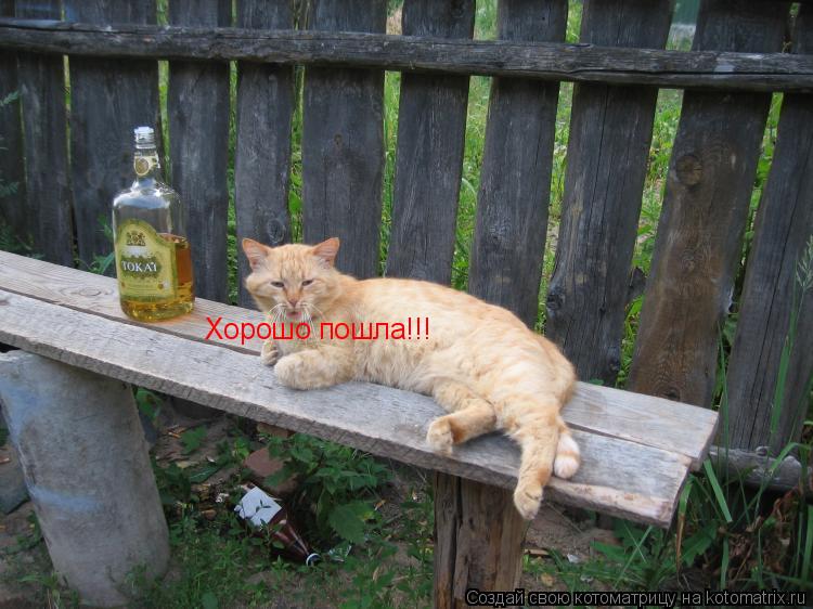 Котоматрица: Хорошо пошла!!!