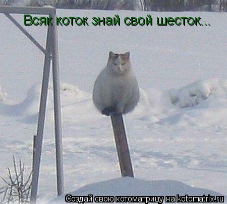 Всяк коток знай свой шесток...... Котоматрица: Всяк коток знай свой шесток...