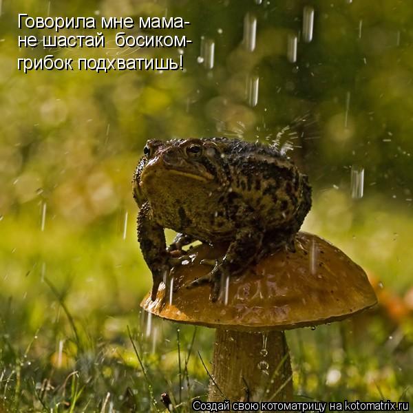 Котоматрица: Говорила мне мама- грибок подхватишь! не шастай  босиком-