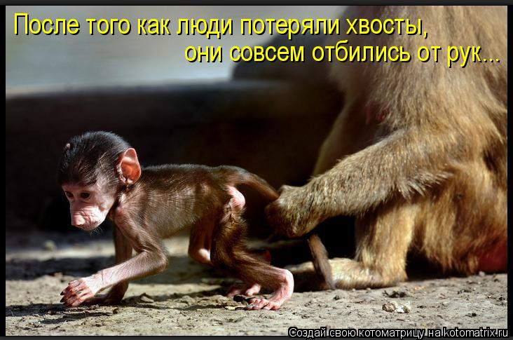Котоматрица: После того как люди потеряли хвосты, они совсем отбились от рук...