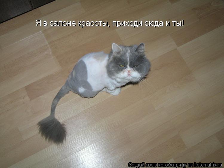 Котоматрица: Я в салоне красоты, приходи сюда и ты!
