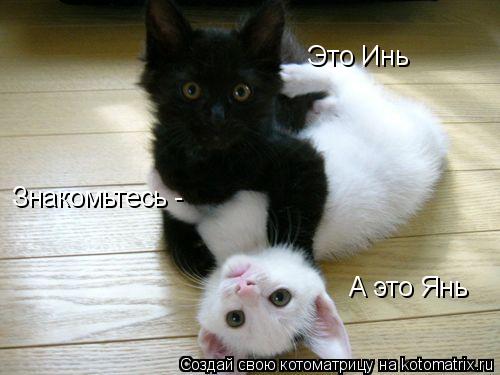 Котоматрица: Знакомьтесь -  Это Инь А это Янь
